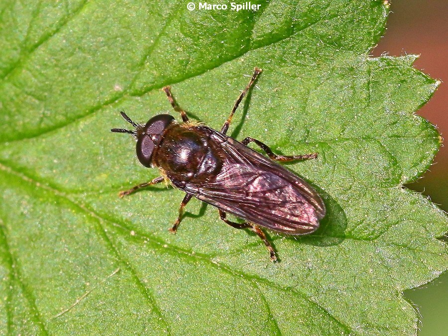 Da identificare: Syrphidae, maschio